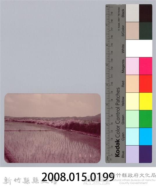 林保仁縣長主政照片：新竹縣七十一年度高莖作物砍成果-23藏品圖，第3張