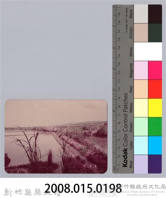 林保仁縣長主政照片：新竹縣七十一年度高莖作物砍成果-22藏品圖，第3張