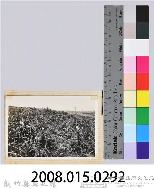 林保仁縣長主政照片：縣長林保仁視察-85藏品圖，第3張