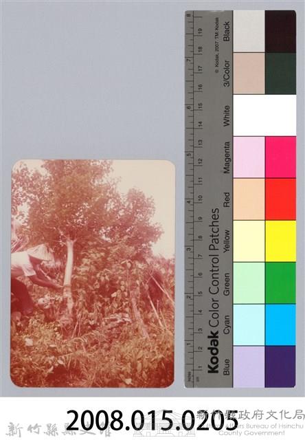 林保仁縣長主政照片：新竹縣七十一年度高莖作物砍成果-29藏品圖，第3張