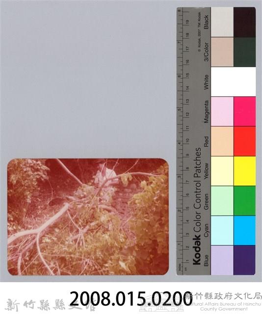 林保仁縣長主政照片：新竹縣七十一年度高莖作物砍成果-24藏品圖，第3張