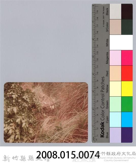 林保仁縣長主政照片：新竹縣新埔鎮六十七年度防汛演習-37藏品圖，第3張