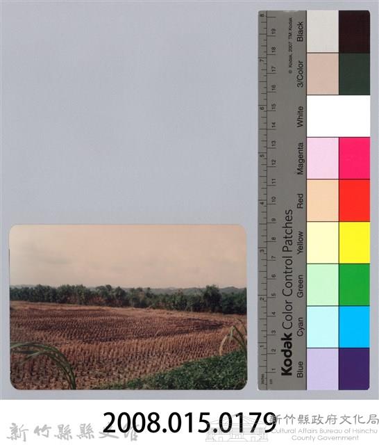 林保仁縣長主政照片：新竹縣七十一年度高莖作物砍成果-3藏品圖，第3張