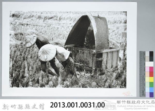 割禾（1960，新竹鄉）藏品圖，第3張