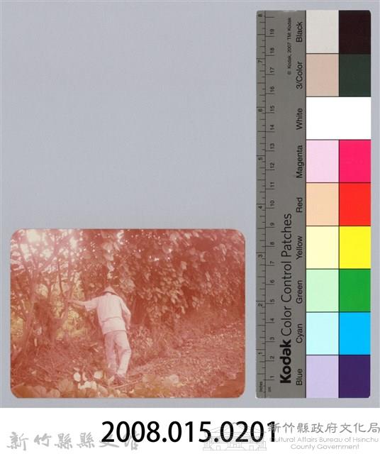 林保仁縣長主政照片：新竹縣七十一年度高莖作物砍成果-25藏品圖，第3張