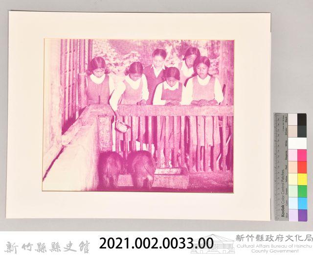 餵食豬藏品圖，第3張