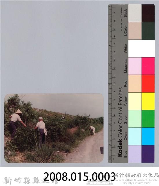 林保仁縣長主政照片：頭前溪剷除高莖作物-2藏品圖，第3張