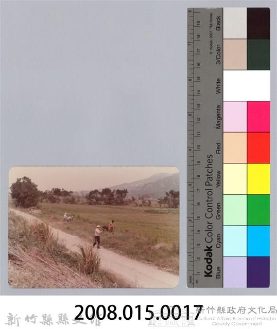 林保仁縣長主政照片：頭前溪剷除高莖作物-16藏品圖，第3張