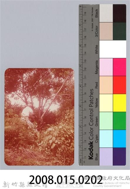 林保仁縣長主政照片：新竹縣七十一年度高莖作物砍成果-26藏品圖，第3張