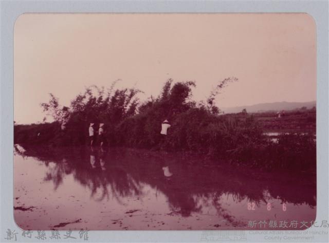 林保仁縣長主政照片：新竹縣七十一年度高莖作物砍成果-19藏品圖，第1張