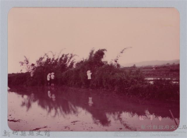 林保仁縣長主政照片：新竹縣七十一年度高莖作物砍成果-15藏品圖，第1張