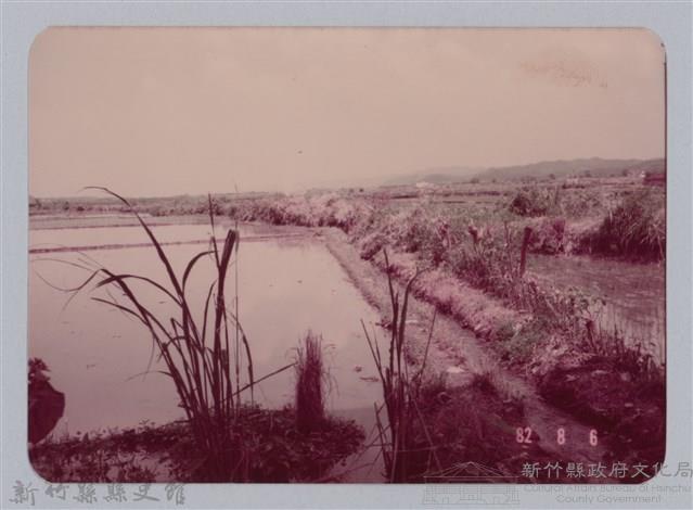 林保仁縣長主政照片：新竹縣七十一年度高莖作物砍成果-22藏品圖，第1張