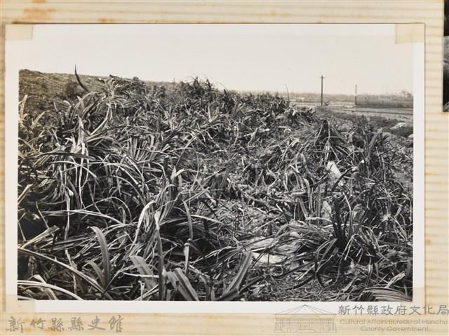 林保仁縣長主政照片：縣長林保仁視察-85藏品圖，第1張