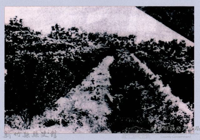 鄧雨賢相關照片26：茶園藏品圖，第1張