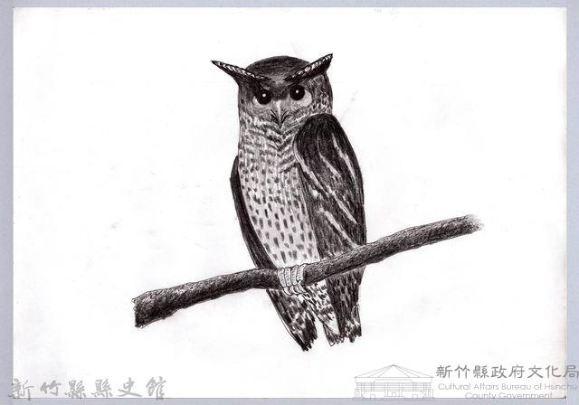 黑帶巴彥圖稿-1黃嘴角鴞藏品圖，第1張