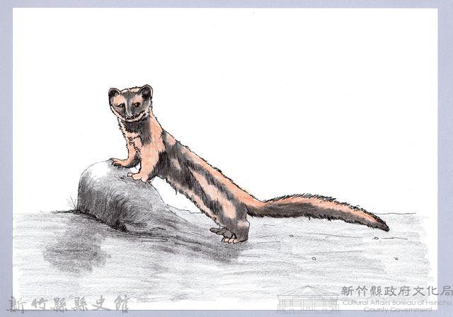 泰雅文物畫冊1-15黃鼠狼藏品圖，第1張