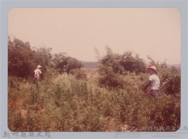 林保仁縣長主政照片：新竹縣新埔鎮六十七年度防汛演習-68藏品圖，第1張