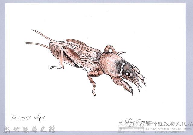 泰雅文物畫冊2-17螻蛄-2藏品圖，第1張