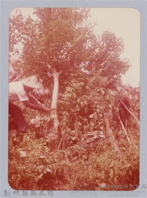 林保仁縣長主政照片：新竹縣七十一年度高莖作物砍成果-29藏品圖，第1張