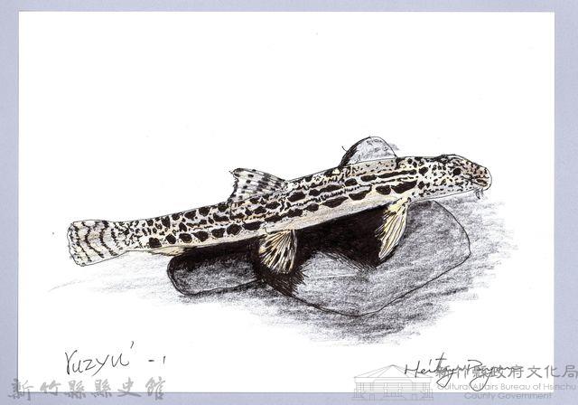 泰雅文物畫冊1-97中華花鰍藏品圖，第1張