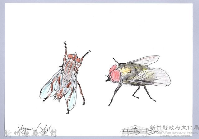 泰雅文物畫冊3-20蒼蠅-2藏品圖，第1張