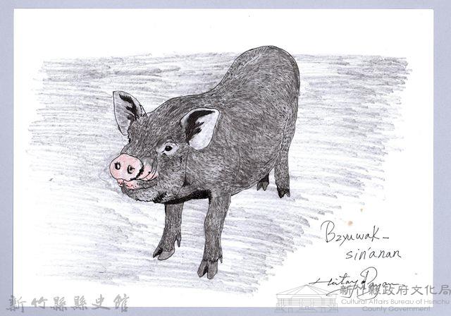 泰雅文物畫冊1-72約克夏豬藏品圖，第1張