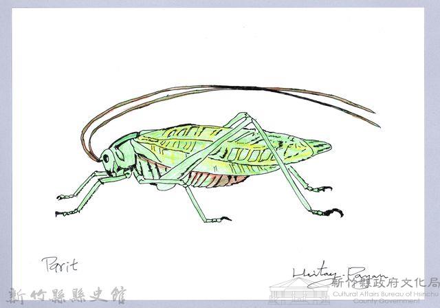 泰雅文物畫冊1-171臺灣騷蟴藏品圖，第1張