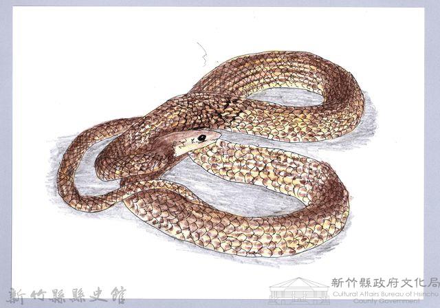泰雅文物畫冊1-128王錦蛇(幼蛇)藏品圖，第1張