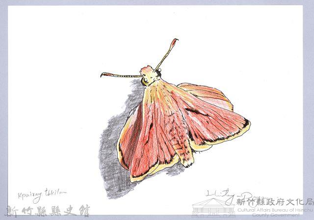 泰雅文物畫冊2-52黃斑索天蛾藏品圖，第1張