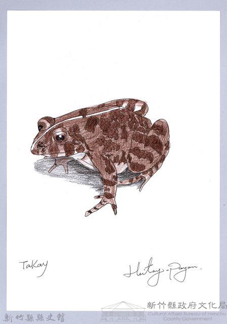 泰雅文物畫冊1-138澤蛙-1藏品圖，第1張