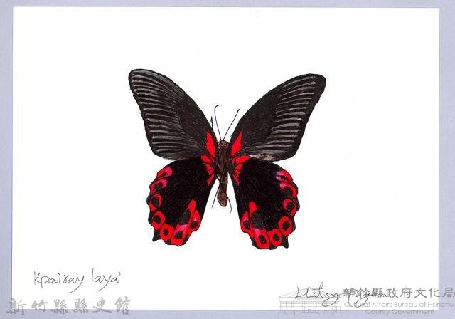 泰雅文物畫冊2-32曙鳳蝶藏品圖，第1張