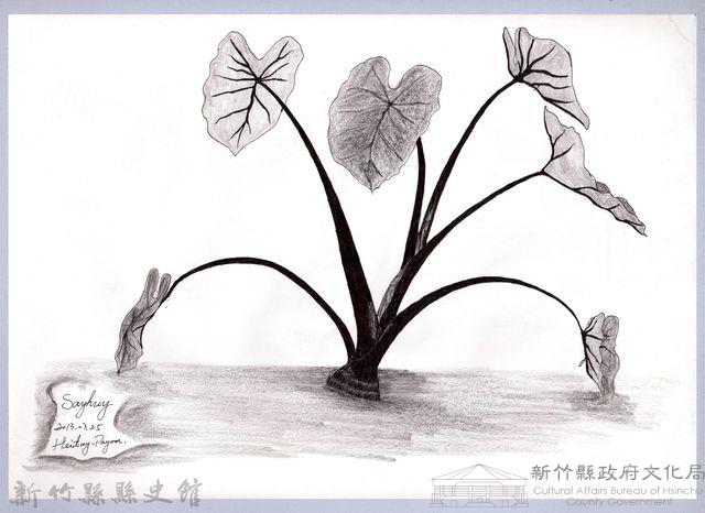 黑帶巴彥畫冊-67作物耕種：芋頭藏品圖，第1張