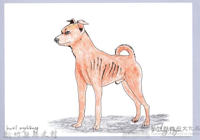 泰雅文物畫冊1-76黃犬藏品圖，第1張