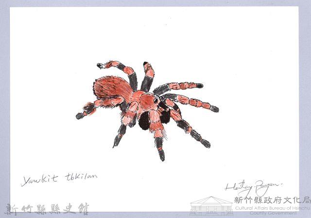 泰雅文物畫冊3-14墨西哥紅膝頭藏品圖，第1張