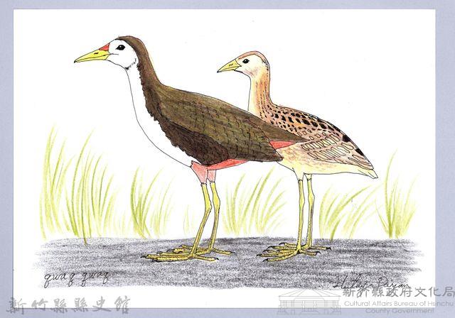 泰雅文物畫冊1-35白胸苦惡鳥藏品圖，第1張