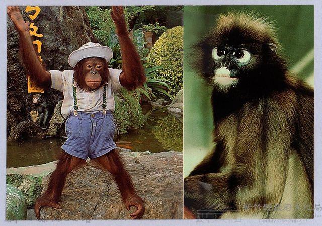 ［剪報］ㄅㄆㄇ猴園藏品圖，第1張