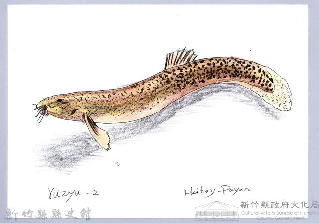 泰雅文物畫冊1-96泥鰍藏品圖，第1張
