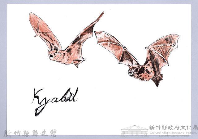 泰雅文物畫冊1-24葉鼻蝠藏品圖，第1張