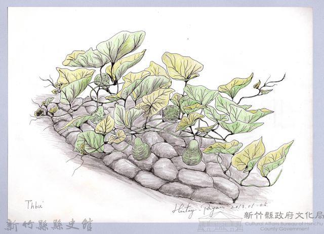 黑帶巴彥畫冊-71作物耕種：瓠瓜藏品圖，第1張