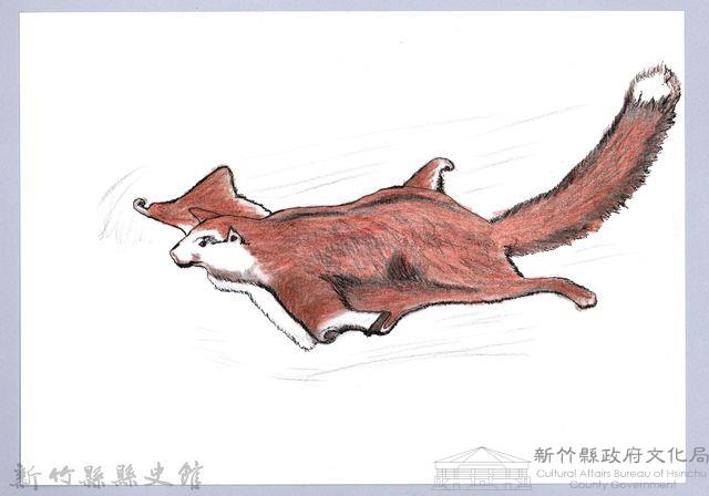 泰雅文物畫冊1-16白面鼯鼠藏品圖，第1張