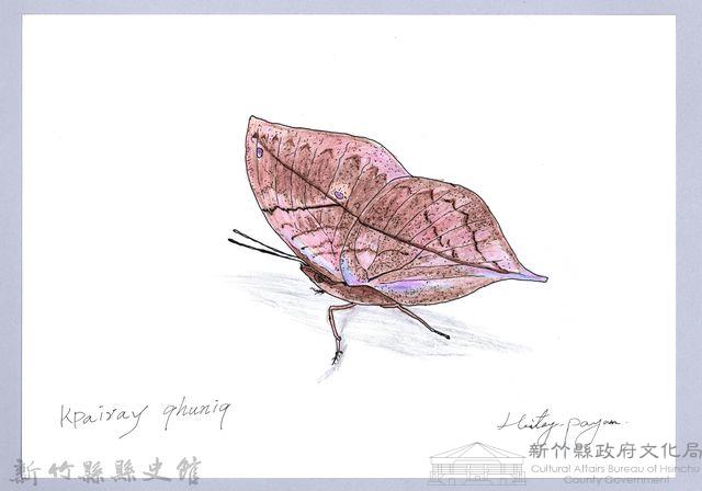 泰雅文物畫冊2-28凹翅紫小灰蝶藏品圖，第1張