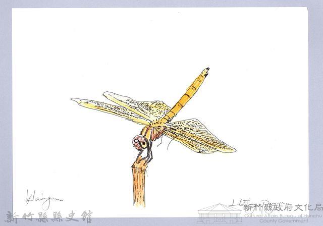 泰雅文物畫冊2-58褐斑蜻蜓藏品圖，第1張