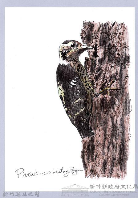 泰雅文物畫冊1-58小赤啄木藏品圖，第1張