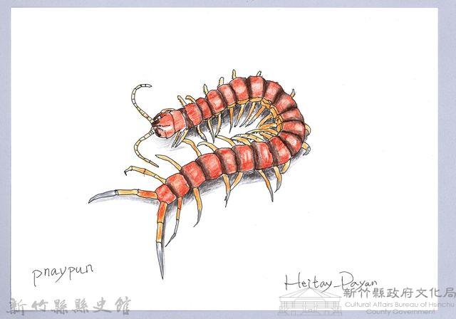 泰雅文物畫冊1-154蜈蚣藏品圖，第1張