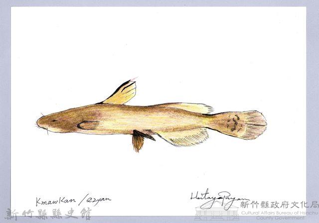 泰雅文物畫冊1-88鯰魚-1藏品圖，第1張