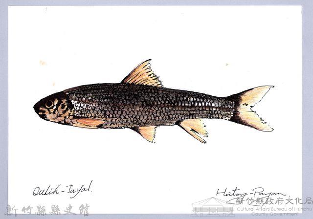 泰雅文物畫冊1-98台灣鏟頷魚藏品圖，第1張