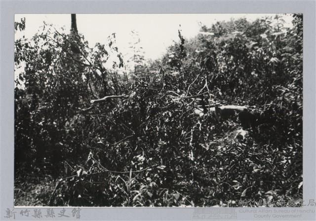 林保仁縣長主政照片：新竹縣芎林堤防防汛搶救演習-13藏品圖，第1張