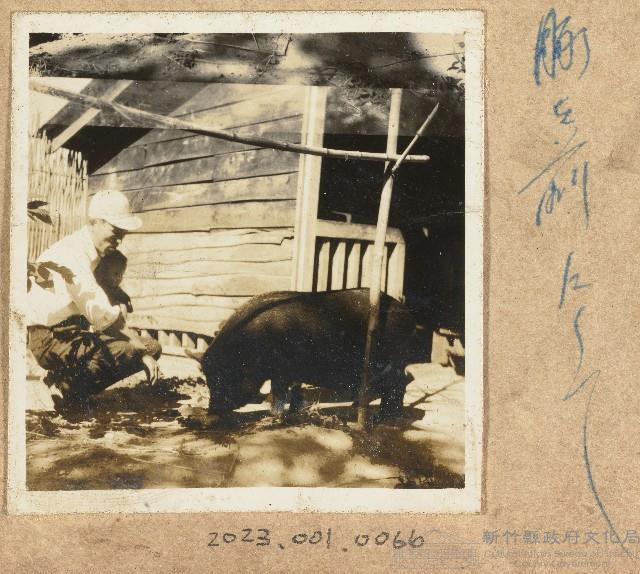 劉興熙自宅養猪照片藏品圖，第1張