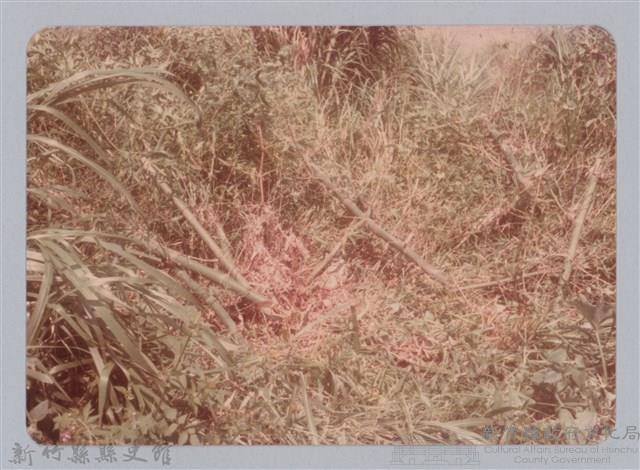 林保仁縣長主政照片：新竹縣新埔鎮六十七年度防汛演習-42藏品圖，第1張