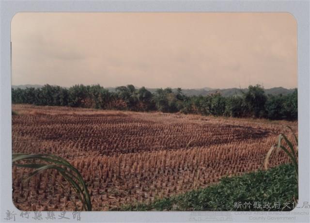 林保仁縣長主政照片：新竹縣七十一年度高莖作物砍成果-3藏品圖，第1張